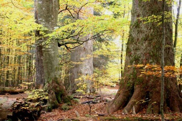Das Alte Forsthaus Spiegelhuette Lindberg Bagian luar foto